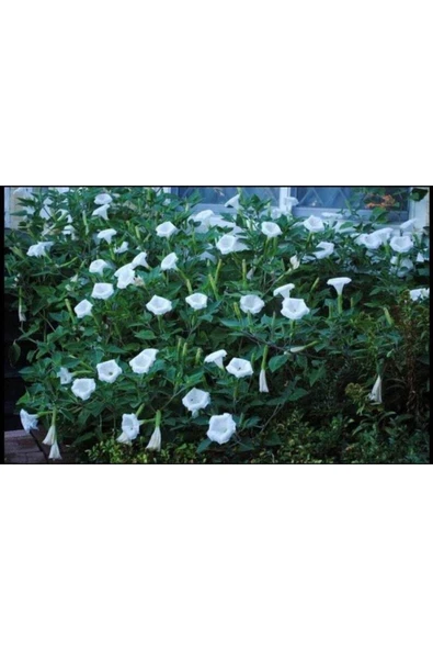 Muka Botanik 5 Adet Sacred Fragrant Moon Tohumu - Resim 3