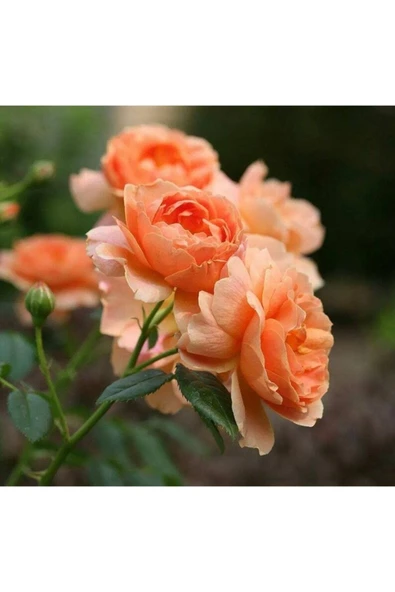 Muka Botanik 5 Adet Orange Rose Gül Tohumu - Resim 2