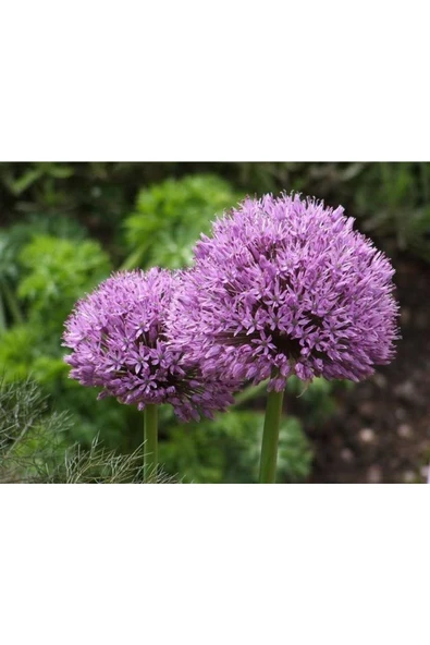Muka Botanik 20 Adet Purple Gıant Allıum Tohumu - Resim 3