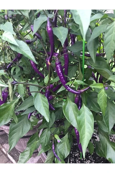 Muka Botanik 20 Adet Buena Mulata Purple Hot Biber Tohumu - Resim 4