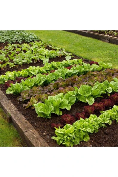 Muka Botanik 100 Adet Organic Ruby Red Leaf Marul Tohumu - Resim 3