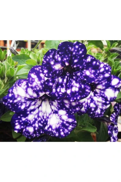 Muka Botanik 10 Adet Mavi-beyaz Renkli Bodur Petunya Tohumu Ithal ürün görseli