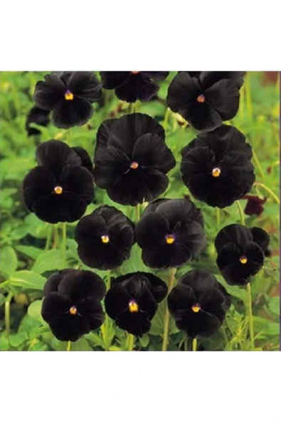 Muka Botanik 10 Adet Black Pansy Tohumu - Resim 4