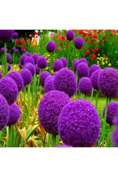 Muka Botanik 20 Adet Giant Ball Onion Allium Christophii Huge Hardy Perennial Tohumu ürün görseli