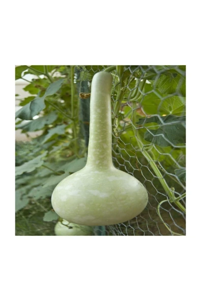 Muka Botanik Nadir Su Kabağı Tohumu 3 Adet Tohum Süs Kabağı Tohumu ürün görseli