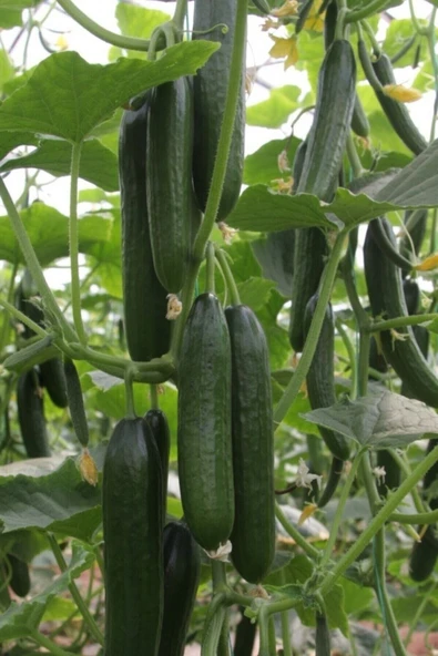 Muka Botanik Salatalik Tohumu Bol Verimli 50 Adet - Resim 2