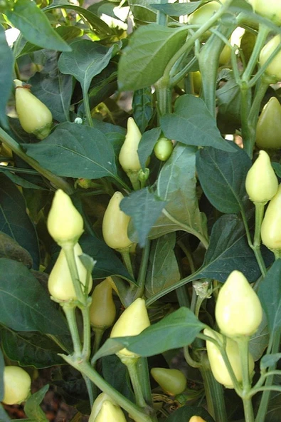 Muka Botanik Sarı Turşuluk Misket Biberi Tohumu / 10 Adet Tohum - Resim 3