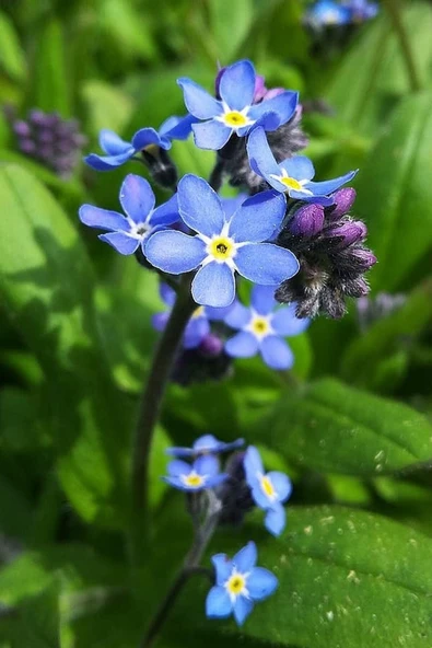 Muka Botanik Mavi Unutma Beni Çiçeği Tohumu / 20 Adet Tohum - Resim 5