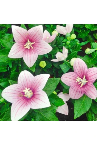 Muka Botanik 10 Adet Pink Balloon Tohumu - Resim 3