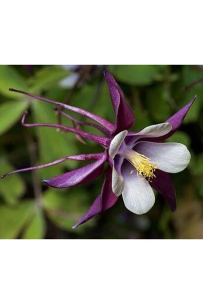 Muka Botanik 5 Adet Deep Purple Columbine, William Guinness Tohumu - Resim 4