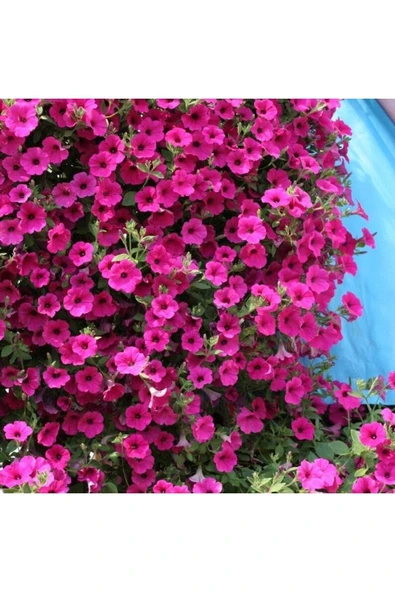 Muka Botanik 10 Adet Natural Creeping Petunia Purple Tohumu ürün görseli