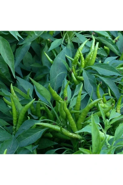 Muka Botanik 10 Adet Cin Süs Biber Tohumu ürün görseli