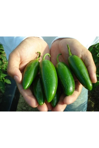 Muka Botanik 10 Adet Kırmızı Jalapeno Biber Tohumu - Resim 5