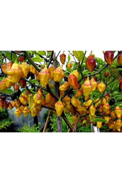 Muka Botanik 10 Adet Rare Bolivian Bumpy Biber Tohumu ürün görseli