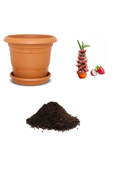 Muka Botanik Tropikal Saksılık Pitaya Tohumu Ekim Seti ürün görseli