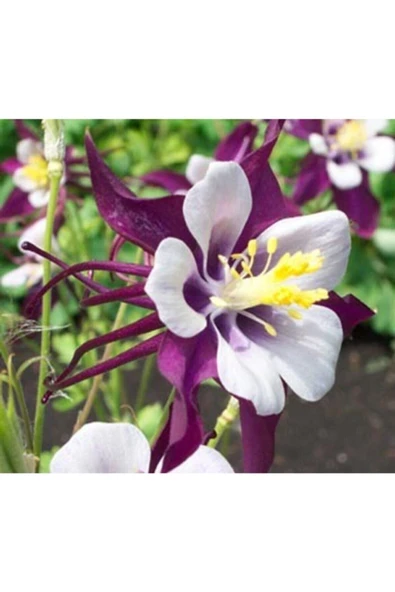 Muka Botanik 10 Adet Mor Renkli Haseki Küpesi Çiçek Tohumu ürün görseli