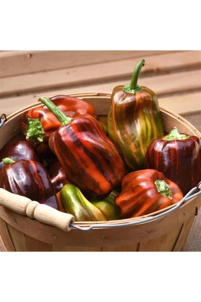 Muka Botanik 20 Adet Rare Candy Cane Chocolate Cherry Sweet Bell Dolmalık Biber Tohumu ürün görseli
