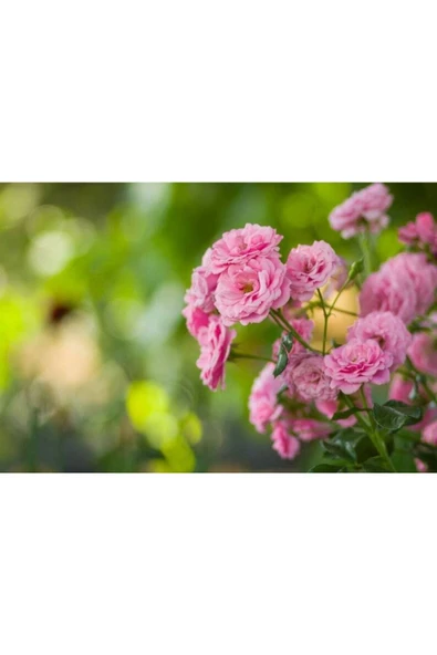 Muka Botanik 5 Adet Pink Rose Gül Tohumu - Resim 2