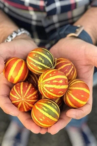 Muka Botanik Kırlangıç, Kokulu Süs Kavunu Tohumu / 5 Adet Şamama Tohumu ürün görseli
