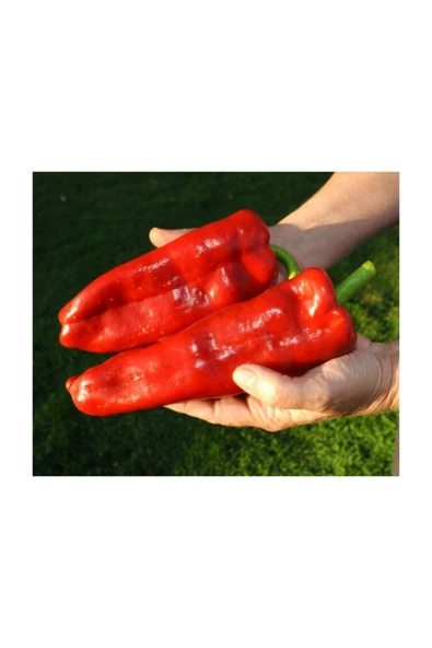 Muka Botanik Tatlı Iri Marconi Biber Tohumu 15 Adet Tohum - Resim 3