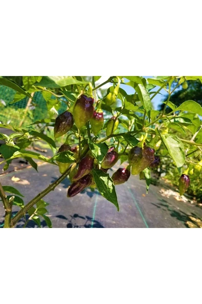 Muka Botanik 10 Adet Rare Bolivian Bumpy Biber Tohumu - Resim 4