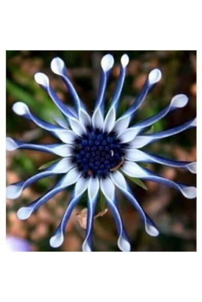 Muka Botanik Dev Mavi Papatya Tohumu Ekim Seti - Resim 2