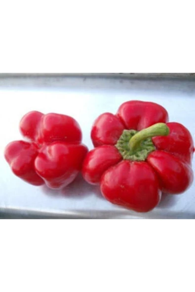 Muka Botanik Nadir Ithal Peynir Biberi Tohumu Ekim Seti - 5