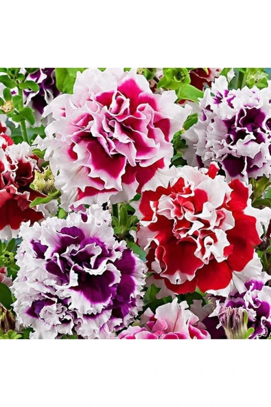 Muka Botanik 10 Adet Petunia Pirouette Mix Tohumu ürün görseli