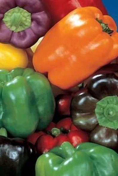 Muka Botanik Dolmalık Biber Tohumu Renkli 50 Adet - Resim 2