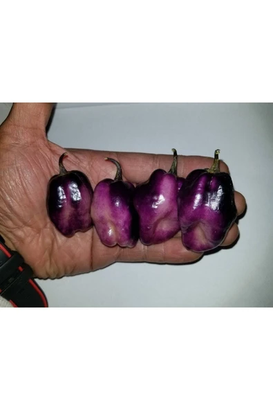 Muka Botanik 10 Adet Purple Jolokia Peach Biber Tohumu - Resim 2