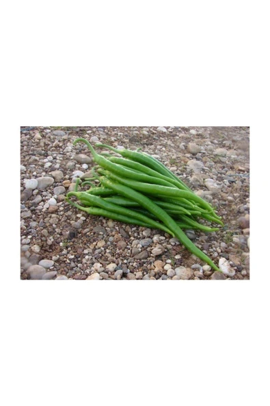 Muka Botanik Acı Kıl Biber Tohumu 50 Adet Tohum Sivri Acı Biber - Resim 2