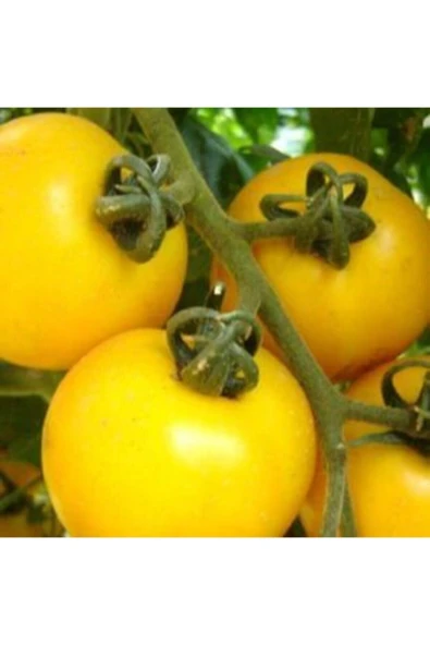 Muka Botanik Ithal Cherry Sarı Domates Tohumu Ekim Seti - Resim 4
