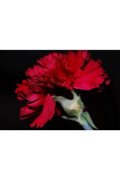 Muka Botanik 10 Adet Carnation Red Tohumu ürün görseli