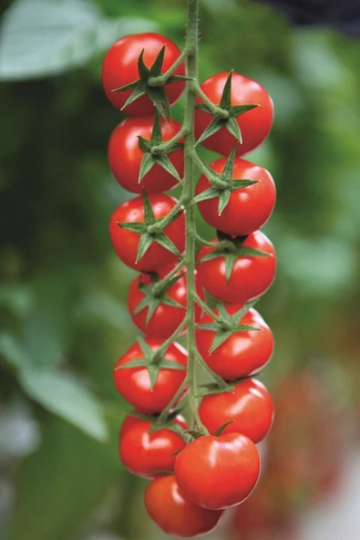 Muka Botanik Salkım Cherry Domates Tohumu / 5+ Adet Tohum ürün görseli