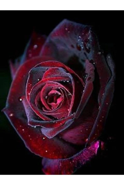 Muka Botanik 5 Adet Red And Black Rose Gül Tohumu ürün görseli