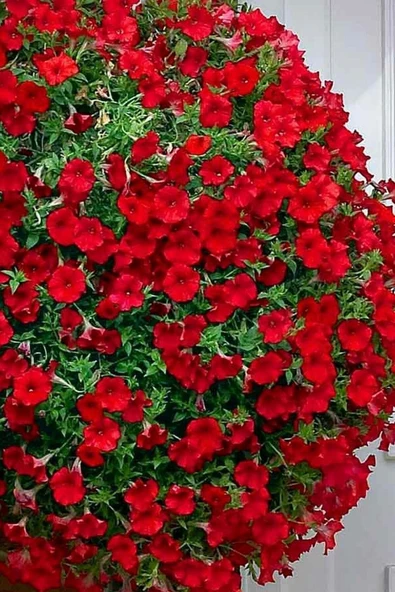 Muka Botanik Kırmızı Petunya Çiçeği / 20 Adet Petunya Tohumu - Resim 4