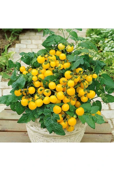 Muka Botanik 20 Adet Yellow Micro Dwarf Domates Tohumu ürün görseli