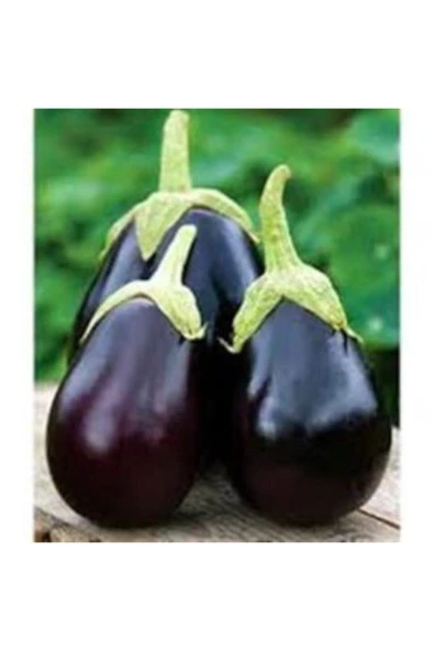 Muka Botanik Iri Topan Dolmalık Patlıcan Tohumu Ekim Seti - Resim 5