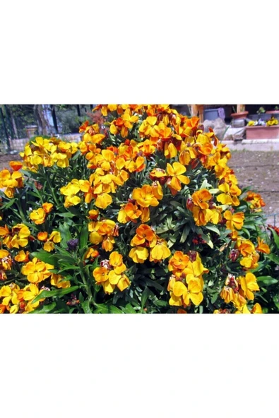 Muka Botanik 20 Adet Sarı Şebboy Çiçeği Tohumu - Resim 2