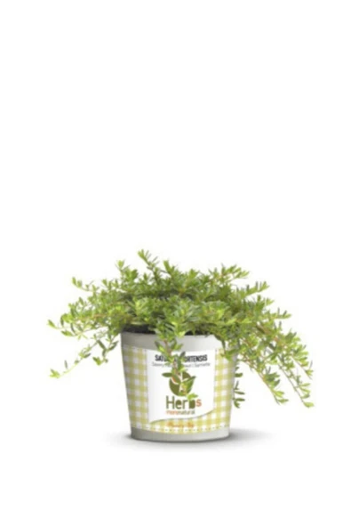 Muka Botanik Aromatik Dağ Kekik Tohumu Ekim Seti - Resim 2