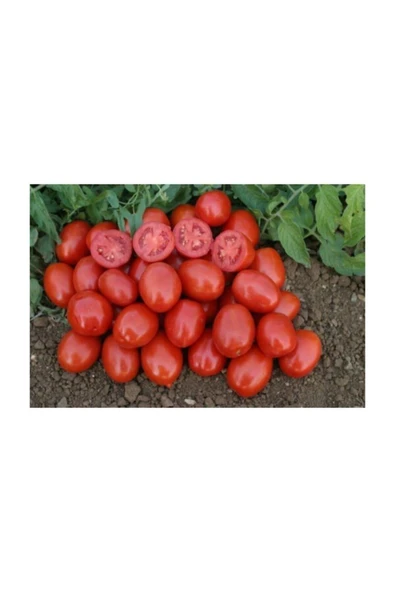 Muka Botanik Kurutmalık Salçalık Bursa Domatesi Tohumu 25 Adet Bursa Domates Tohumu - Resim 2
