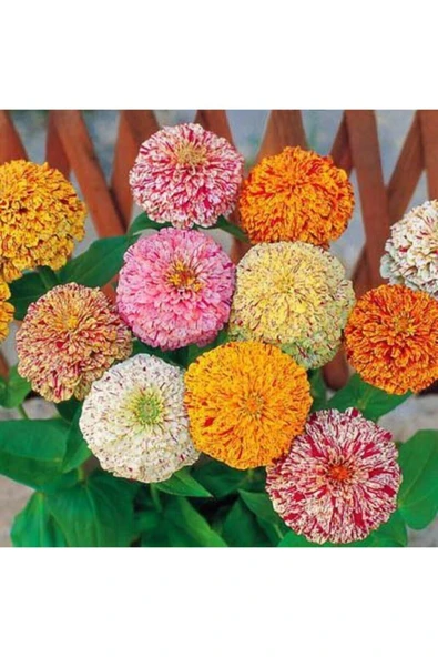 Muka Botanik Karışık Renkli Lekeli Zinnia Çiçeği Tohumu - Resim 3