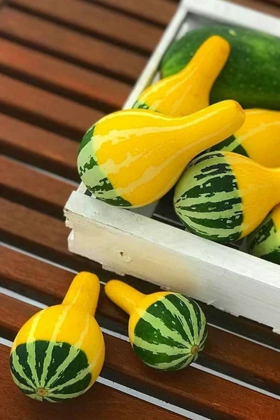 Muka Botanik Sarı Yeşil Süs Kabağı Tohumu / 10 Adet Tohum ürün görseli