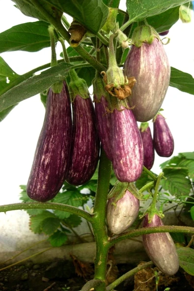 Muka Botanik Çizgili Kırçıllı Patlıcan Tohumu / 5+ Adet Tohum - Resim 3