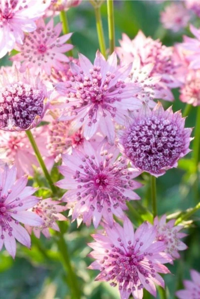 Muka Botanik Güzellik Yıldız-astrantia Çiçek Tohumu 10 15 Adet ürün görseli