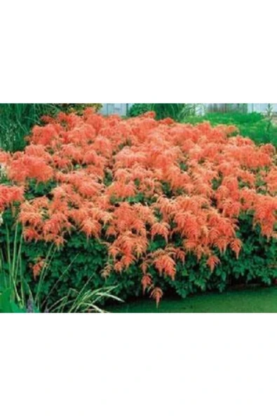 Muka Botanik 30 Adet Mıxed Colors Astılbe Bunter Tohumu - Resim 2