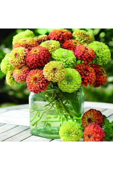 Muka Botanik 10 Adet Zinnia Elegans Tohumu ürün görseli