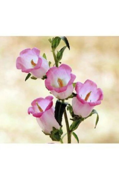 Muka Botanik Pembe Kadeh Çiçeği Tohumu Ekim Seti - Resim 4