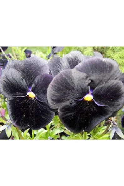 Muka Botanik 10 Adet Black Pansy Tohumu ürün görseli