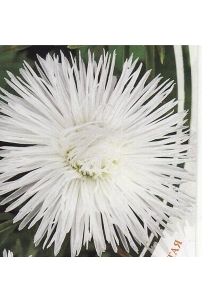 Muka Botanik 10 Adet Natural Needle Aster Isolda Heirloom Tohumu - Resim 5